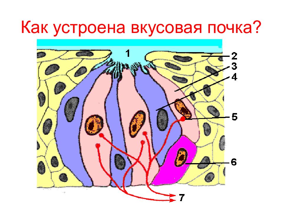 Вкусовая сенсорная система презентация