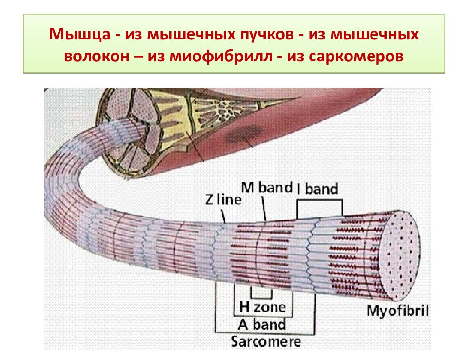 Пучки мышц