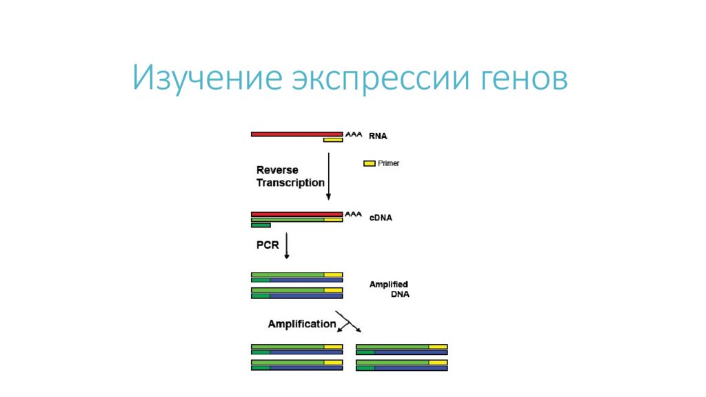 Что такое экспрессия генов