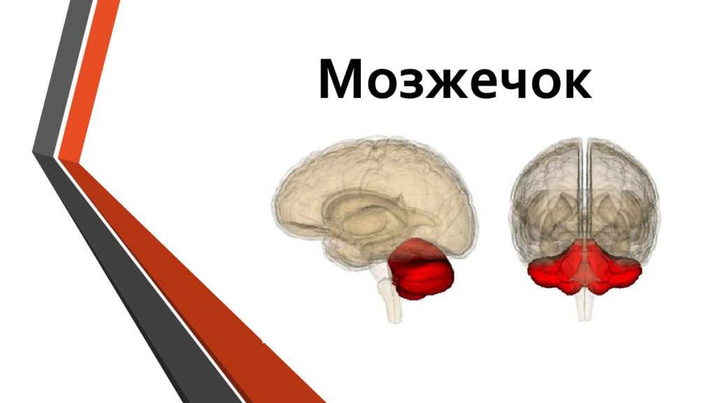 1 мозжечок. Мозжечок в голове. Мозжечок вид сзади. Мозжечок где находится. Мозжечок презентация.