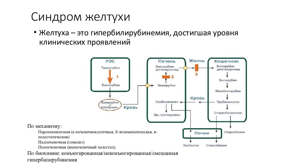 Печеночная желтуха. Паренхиматозная желтуха механизм развития. Механизм возникновения паренхиматозной желтухи. Патогенез синдрома механической желтухи. Механизм развития паренхиматозной желтухи патофизиология.