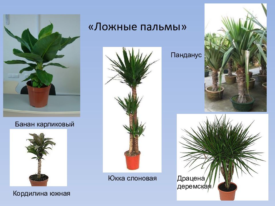 Драцена простой или сложный лист. Юкка Драцена панданус. Ложная Пальма панданус. Юкка Кордилина. Драцена Юкка слоновая.