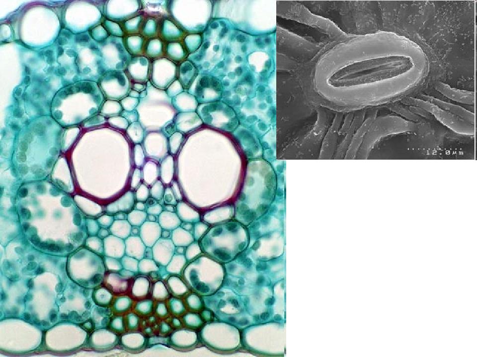 Клеточное состояние организмов. Floem.