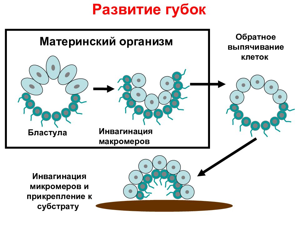 Материнский организм. Цикл развития губок. Формирование многоклеточности. Появление многоклеточности. Схема развития губки.