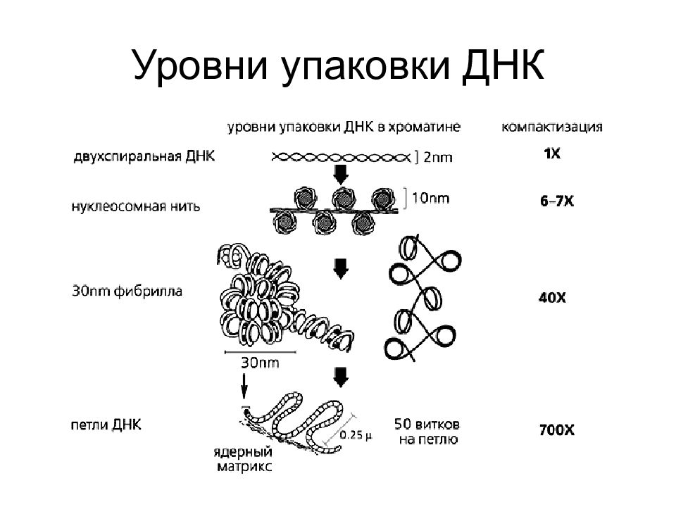 Роль хроматина. Уровни упаковки ДНК. Уровни упаковки хроматина. Этапы организации хроматина. Уровни организации хроматина.