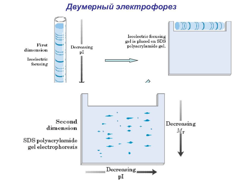 Электрофорез бывает. Двумерный гель-электрофорез белков. Двумерный гель-электрофорез принцип метода. Двухмерный электрофорез. Полиакриламидный гель электрофорез.