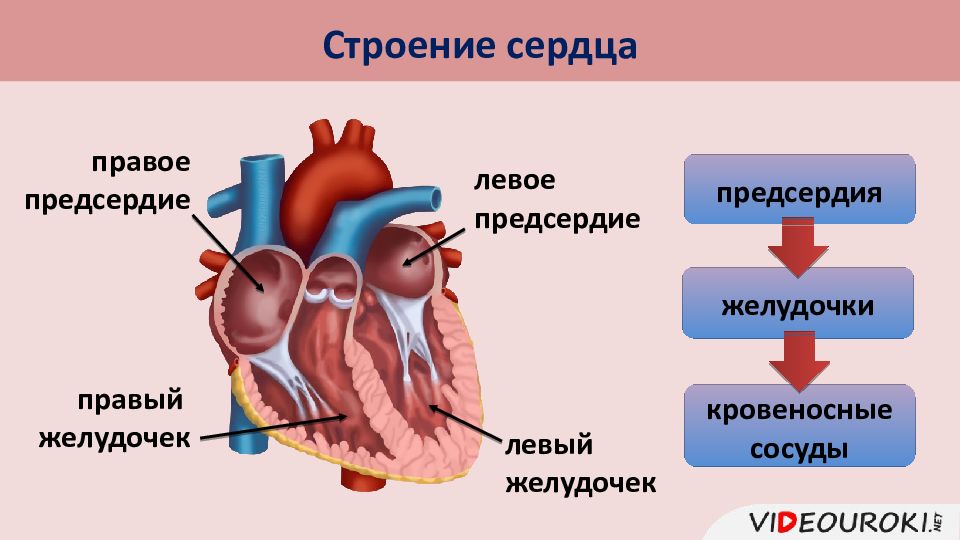 Видеоурок сердце. Схема сердца человека биология 8 класс. Строение сердца человека. Строение сердца презентация. Строение сердца биология.