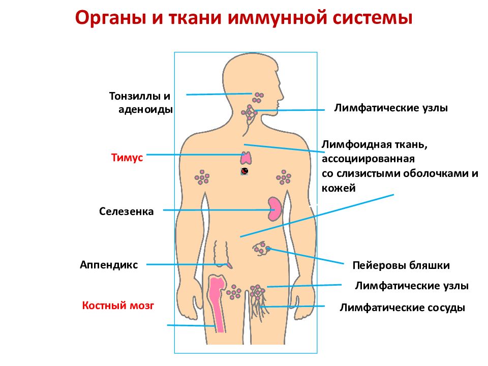 Схема демонстрирующая расположение центральных и периферических органов иммунитета