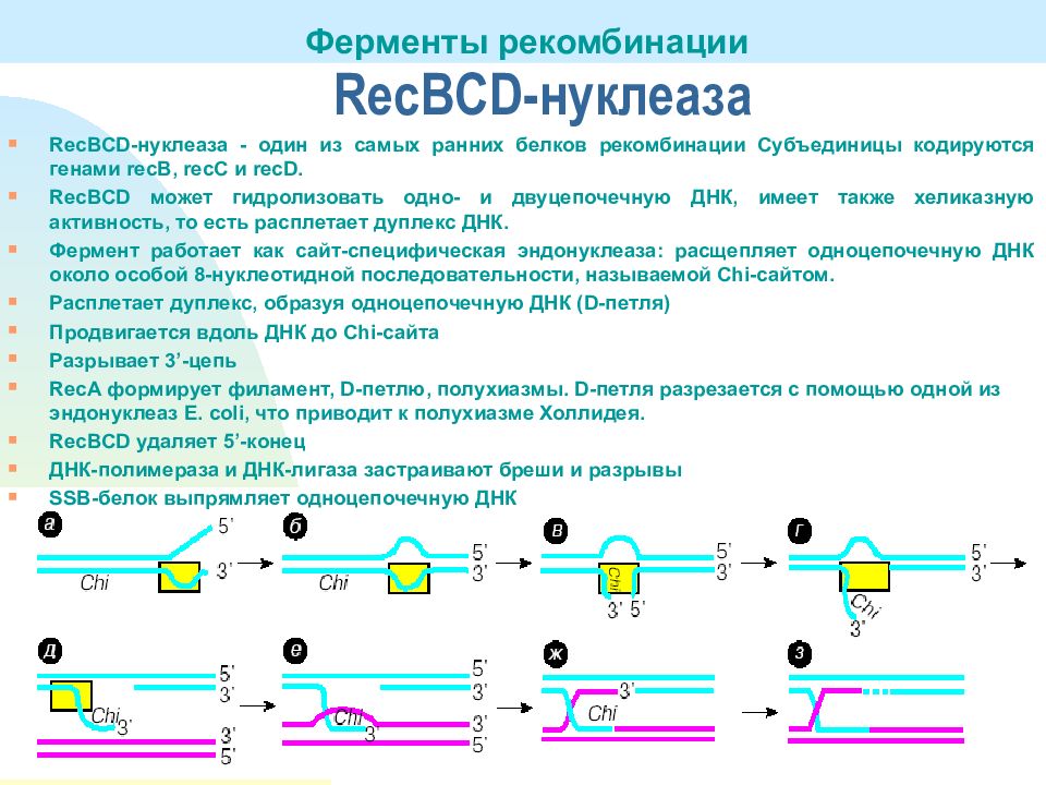 Рекомбинация днк схема