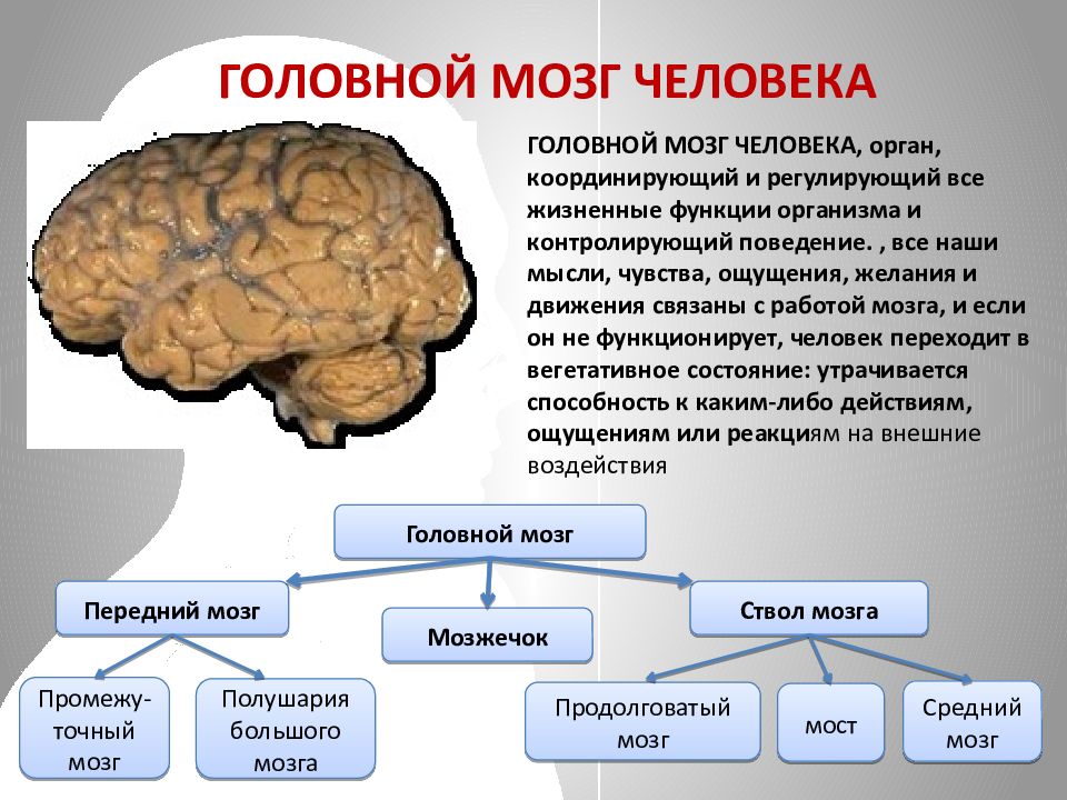 Презентация на тему мозг человека