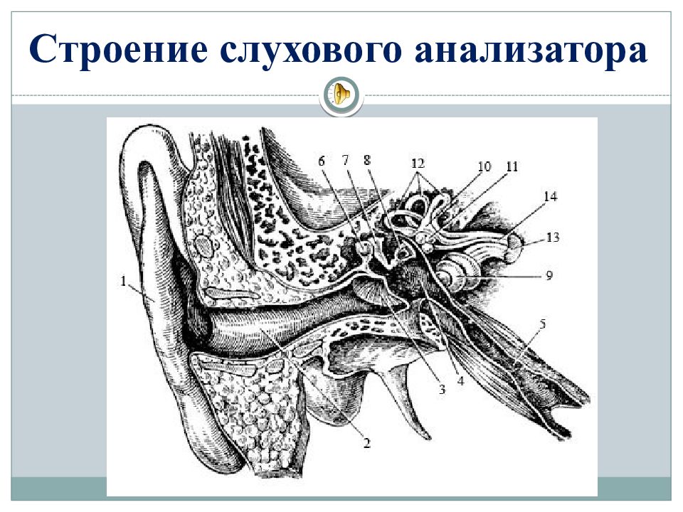 Части слухового анализатора картинка