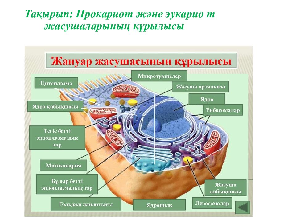 Тақырып : Прокариот және эукарио т жасушаларының құрылысы
