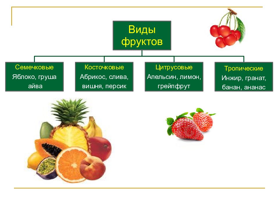 Косточковые фрукты и ягоды список с картинками
