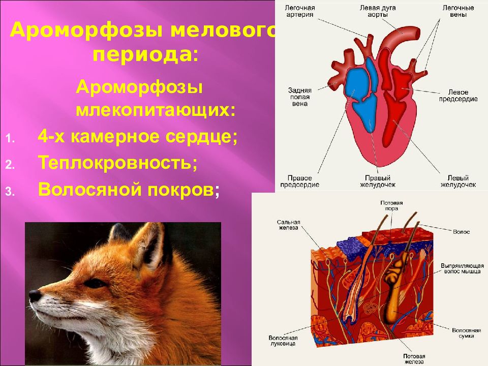 Ароморфозы млекопитающих. Ароморфоз сердца. Ароморфозы кровеносной системы млекопитающих. Теплокровность млекопитающих ароморфоз.