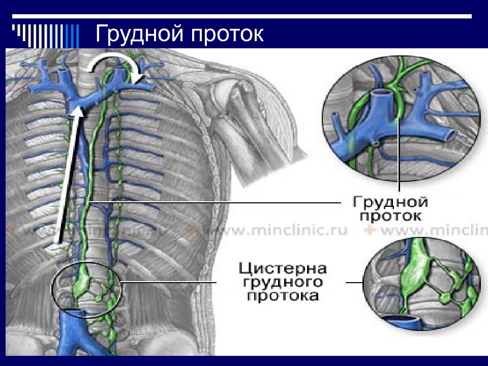 Грудной проток. Топографическая анатомия грудного лимфатического протока. Грудной лимфатический проток топография цистерна. Цистерна грудного протока. Грудной лимфатический проток топографическая анатомия.