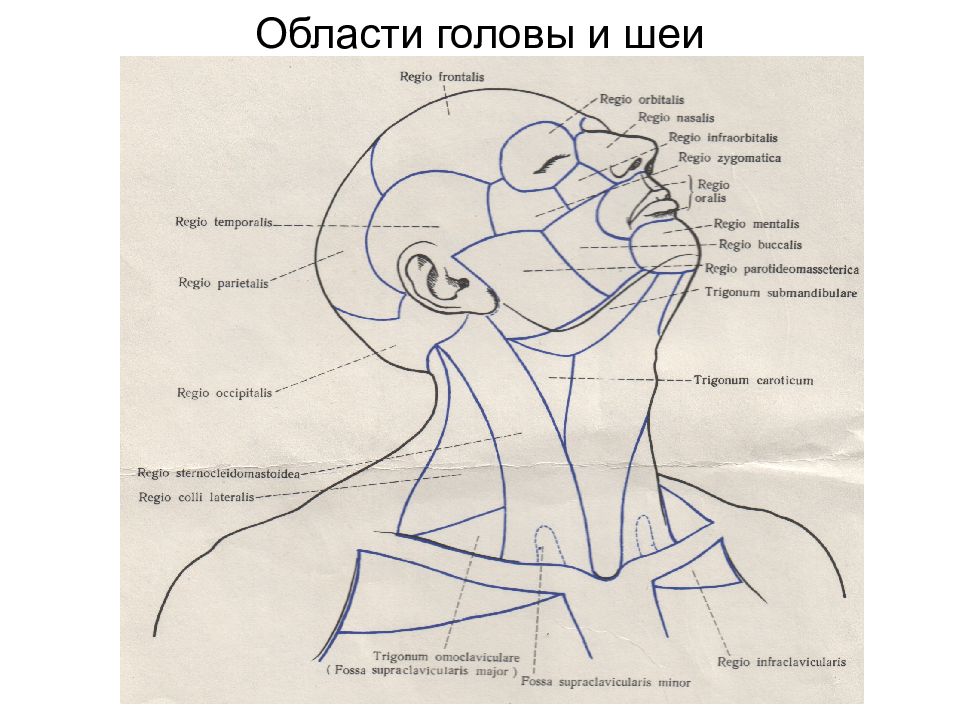 Затылок область. Области головы и шеи топографическая анатомия. Отделы шеи топографическая анатомия. Анатомические области головы человека анатомия. Анатомия лица человека Синельников.