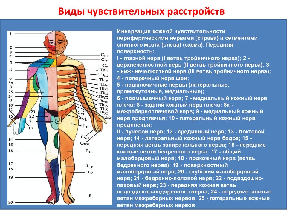 Чувствительность неврология презентация