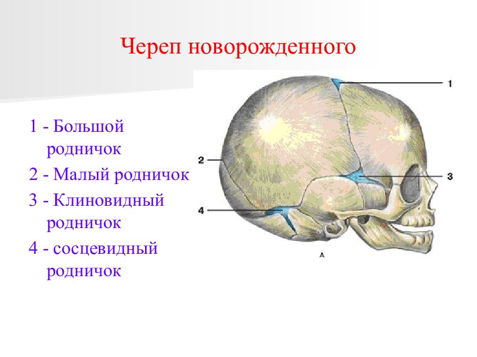 Типы родничков. Череп человека сбоку Родничок. Роднички черепа анатомия. Роднички новорожденного анатомия черепа. Череп младенца темечко.