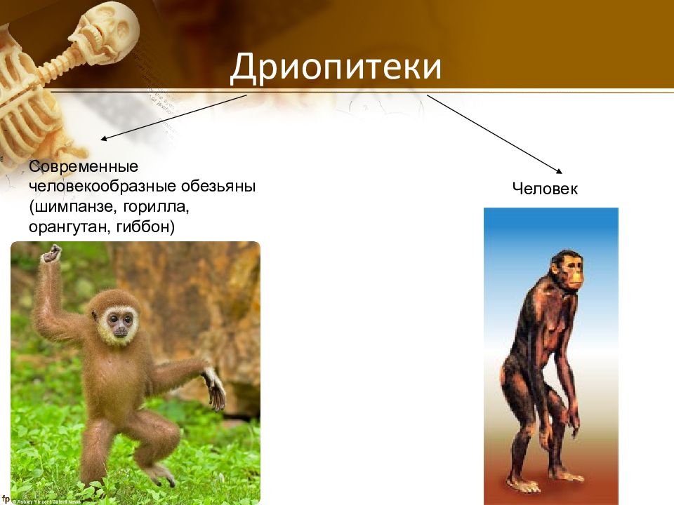 К обезьянам людям относят. Гиббоны и дриопитеки. Дриопитек австралопитек человек. Дриопитеки шимпанзе горилла. Дриопитеки предки человека.