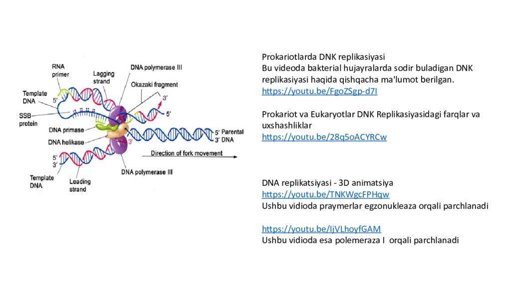 DNK ning tuzilishi va DNK replikatsiyasi DNK ning tuzilishi va DNK replikatsiyasi