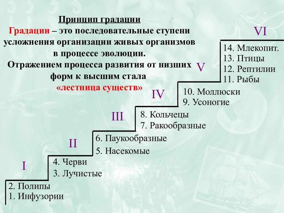 Принцип градации Градации – это последовательные ступени усложнения организации живых организмов в процессе эволюции. Отражением процесса развития от низших