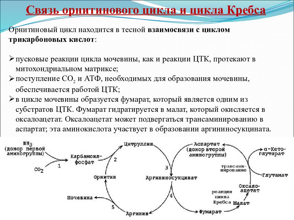 Взаимосвязь биосинтеза белка и дыхания. Связь орнитинового цикла с циклом Кребса. Взаимосвязь цикла мочевины и цикла Кребса. Связь орнитинового цикла и ЦТК. Цикл Кребса ЦТК.