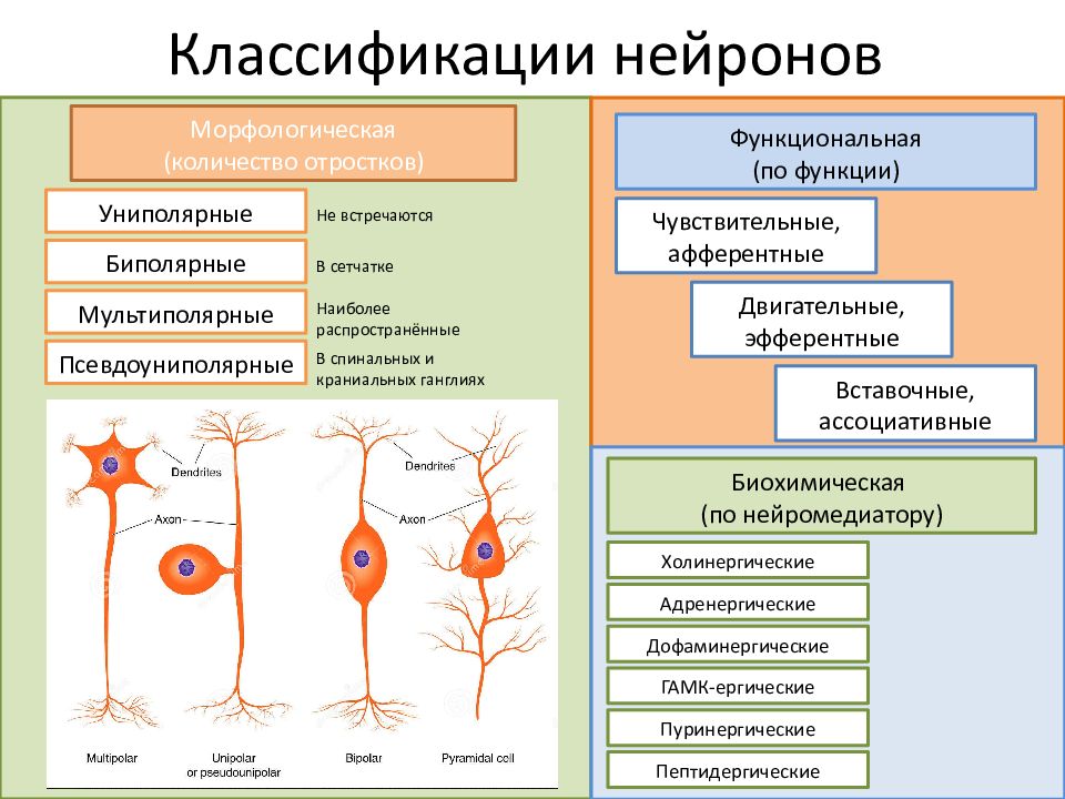 В составе какой ткани можно наблюдать изображенную на рисунке клетку 1 нервной 2 проводящей