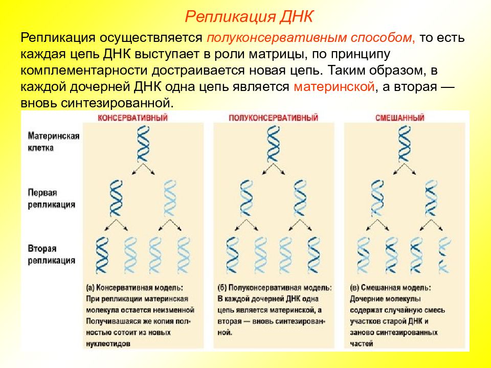 Рассмотрите рисунок 169 на котором представлена схема полуконсервативной репликации днк укажите