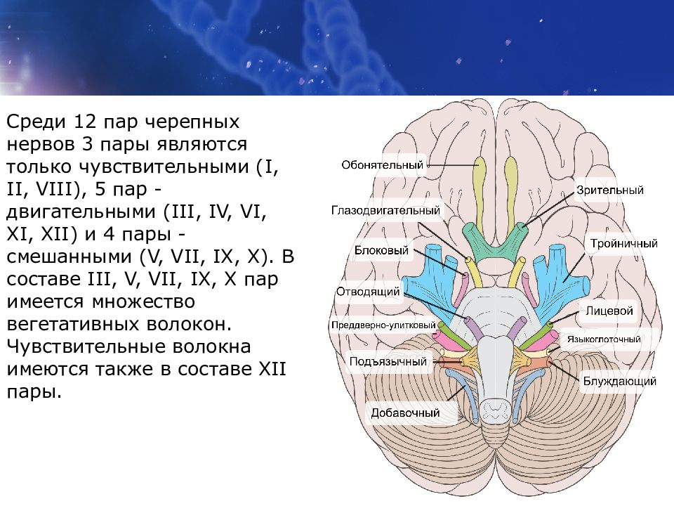 1 6 черепные нервы. Ядра 3 пары черепно-мозговых нервов. 12 Пар черепно мозговых нервов анатомия. 12 Пар черепно мозговых нервов 1 пара. ЧМН 12 пар ядра.