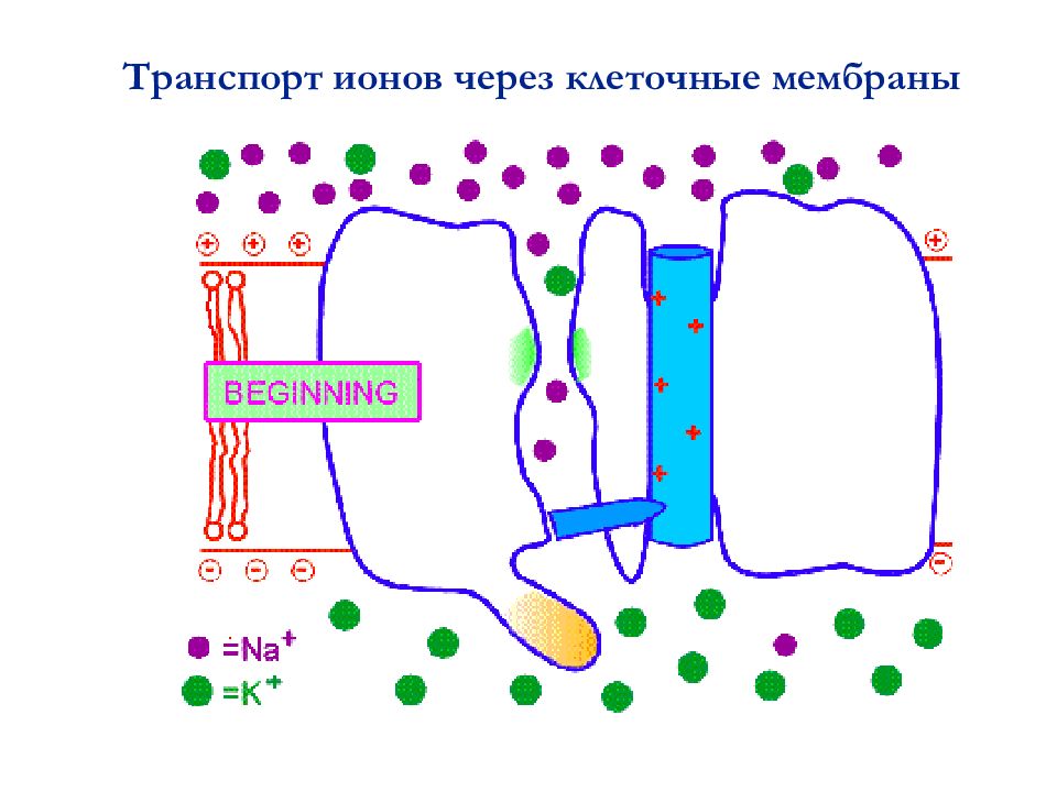 Транспорт через клеточную мембрану. Осмос в мембране клетки. Транспорт ионов через мембрану. Осмос через мембрану клетки. Ионный транспорт через клеточные мембраны элементы.