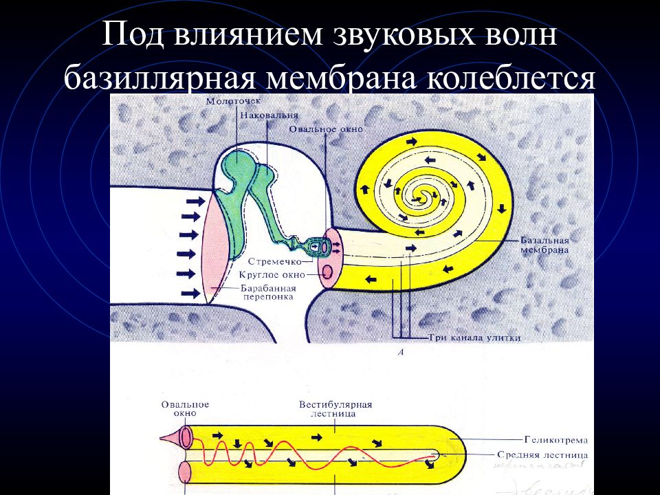 Анализатор зрительный слуховой вестибулярный. Зрительный, слуховой и вестибулярный анализаторы. Мембрана овального окна. Звуковые волны влияние. Мембрана овального окна на схеме.