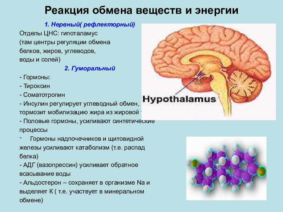 Регуляция обмена веществ и энергии презентация