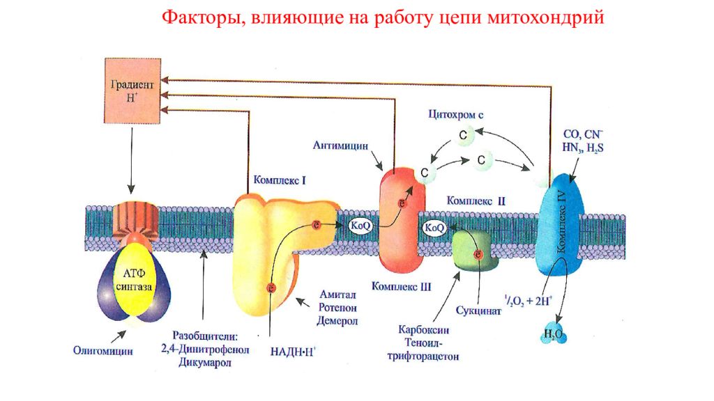 Биологическое окисление схема