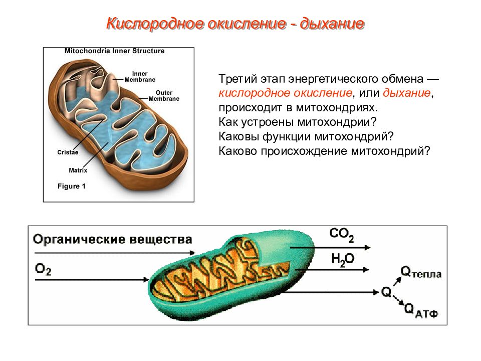 Клеточное дыхание картинка