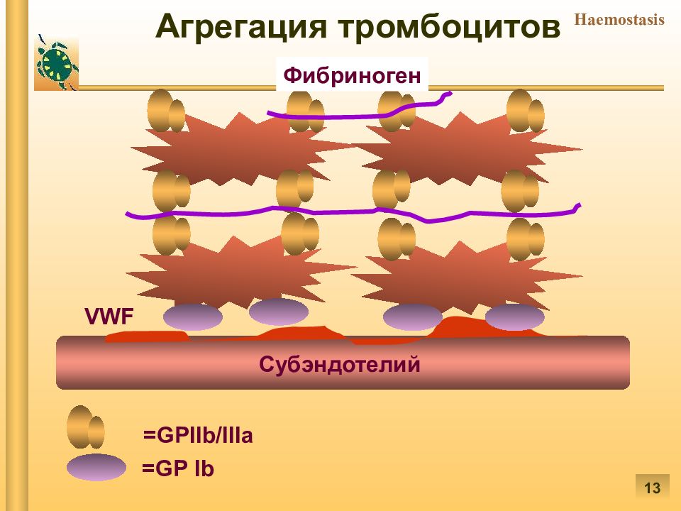 Патофизиология гемостаза презентация