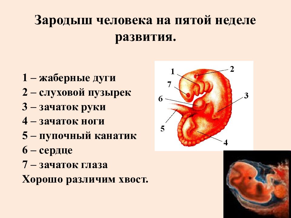 Организм эмбрион. Строение эмбриона. Строение зародыша человека.