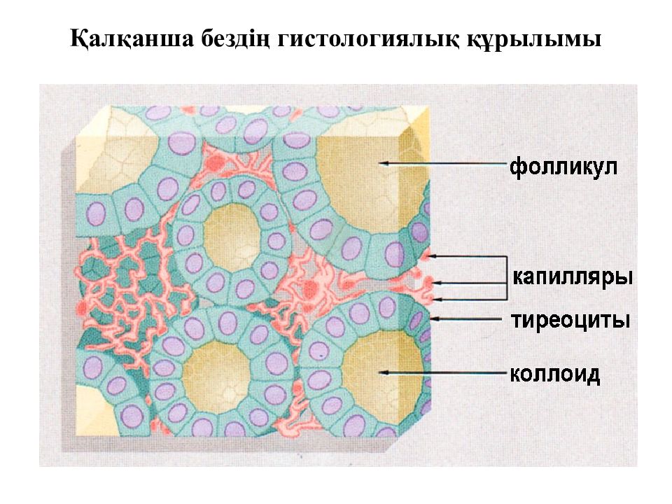 Щитовидная железа гистология рисунок