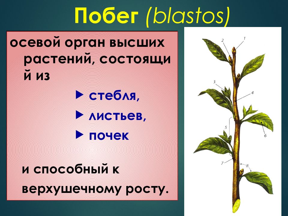 Побег растения. Осевые органы растений. Морфология побега растения. Стебель осевой орган растения.