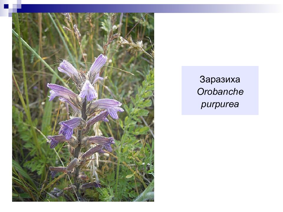 Распределите предложенные растения по группам полупаразиты паразиты. Растения полупаразиты. Orobanche purpurea. Заразиха редуцент. Паразиты и полупаразиты.