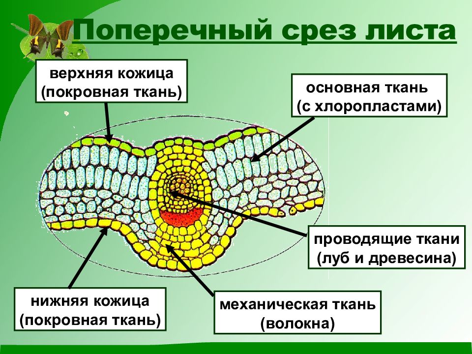 Биология 6 класс ткани растений рисунок