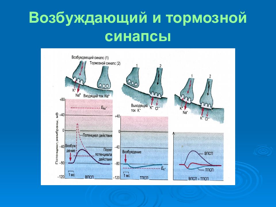 Возбуждение и торможение. Тормозной и возбуждающий синапс физиология. Тормозящий синапс строение. Синапсы нервной системы возбуждающие и тормозные. Возбуждение и торможение синапсы.