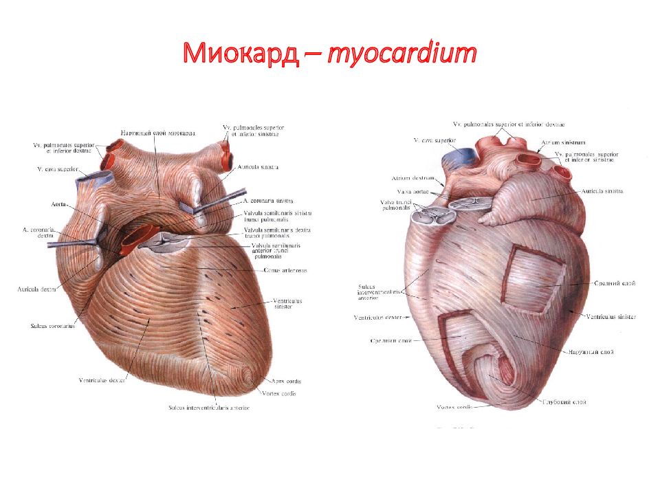 Анатомия сердца содержание всех. Миокард сердца анатомия. Сердце лошади анатомия. Сердце анатомия для презентации.