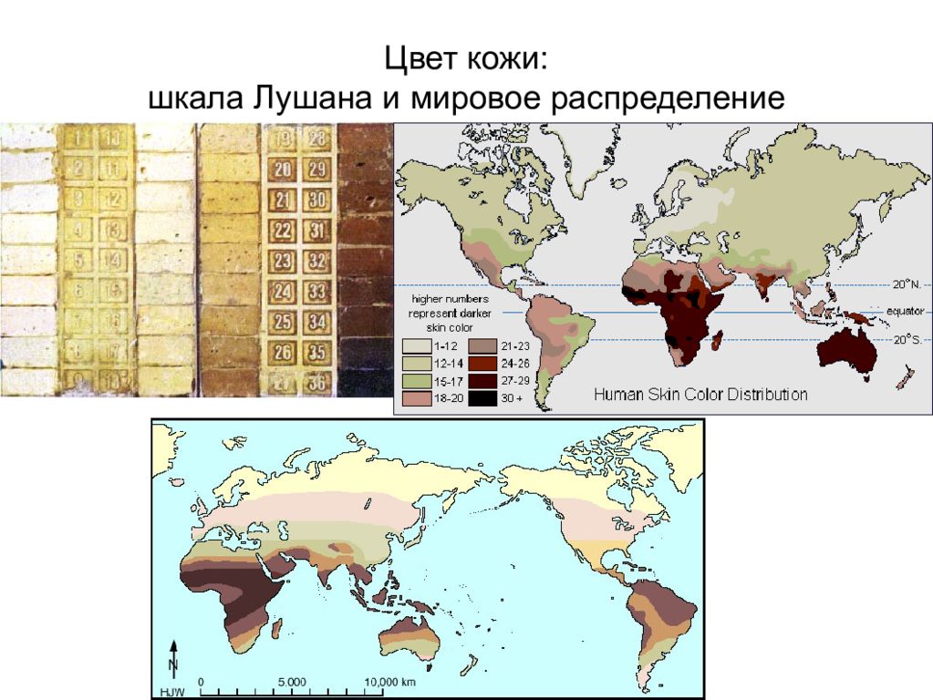 Карта цвета кожи