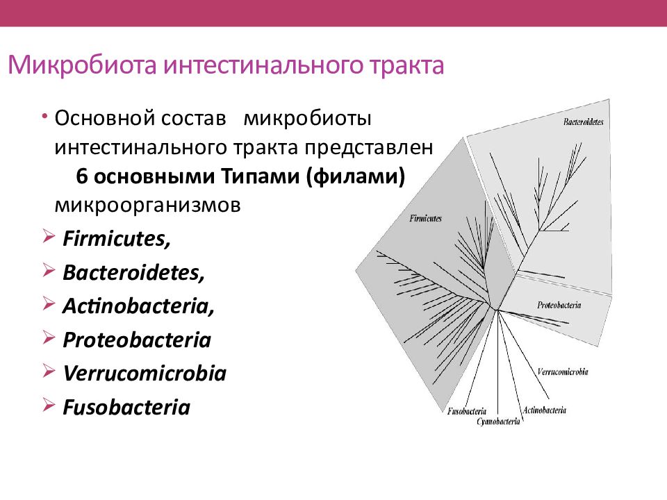 Микробиота человека презентация