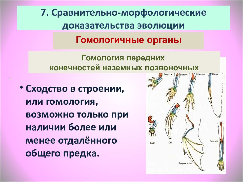 На рисунках ниже представлено одно из доказательств эволюции какая наука