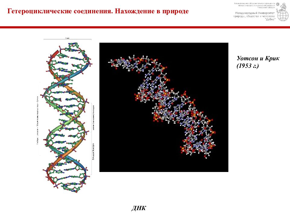 Природа днк. ДНК природы. ДНК нахождение в природе. Гетероциклические соединения в природе. Нахождение в природе гетероциклических соединений.