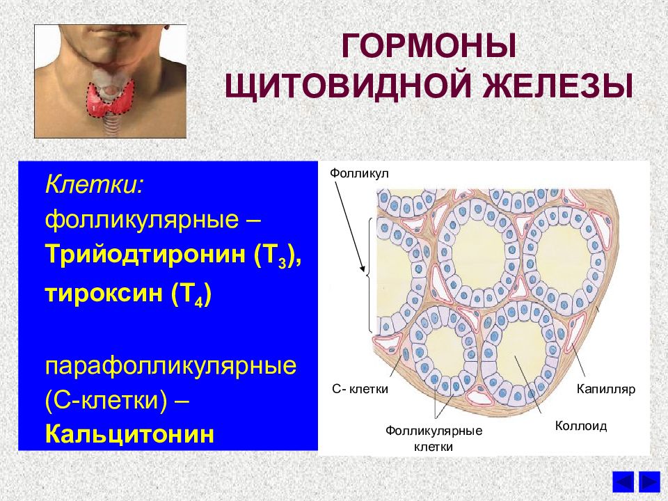 Гормоны щитовидной железы картинки