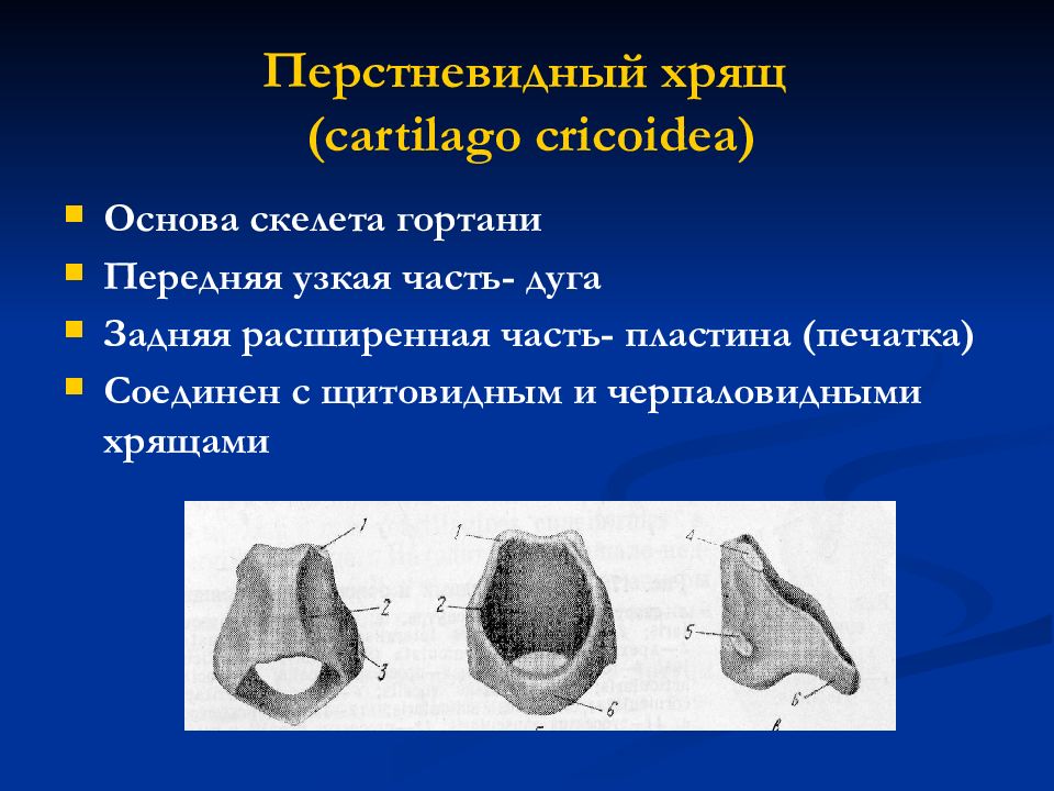 Анатомия гортани — презентация