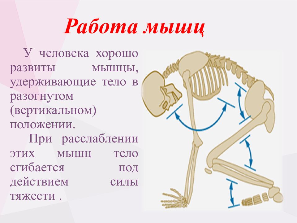 Двигательная система мышцы. Мышцы удерживающие тело в вертикальном положении. Мышца удерживающая тело человека в вертикальном положении. Двигательный механизм в суставе характерен. Мышца удерживающая голову в вертикальном положении.