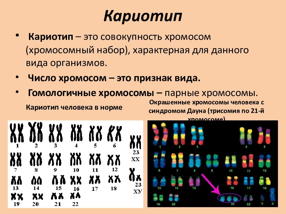 Схематическое обобщенное изображение кариотипа с соблюдением количественных отношений